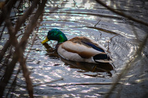 mallard duck on water 