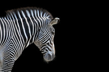 Zebra against a black background.