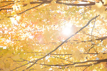 sunlight on yellow fall leaves on a tree 