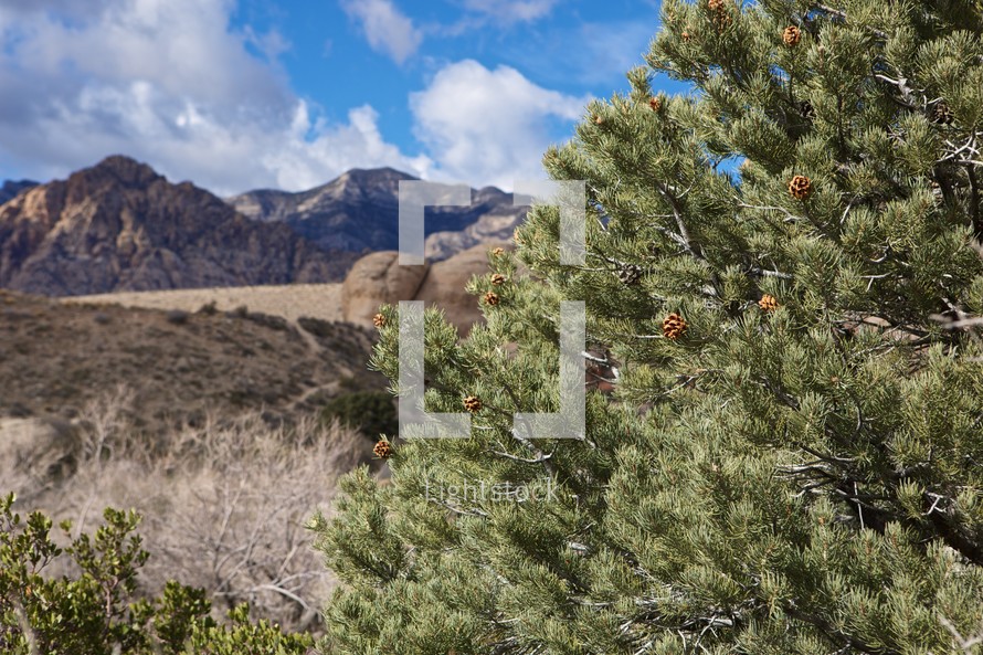 mountains and a pine tree 