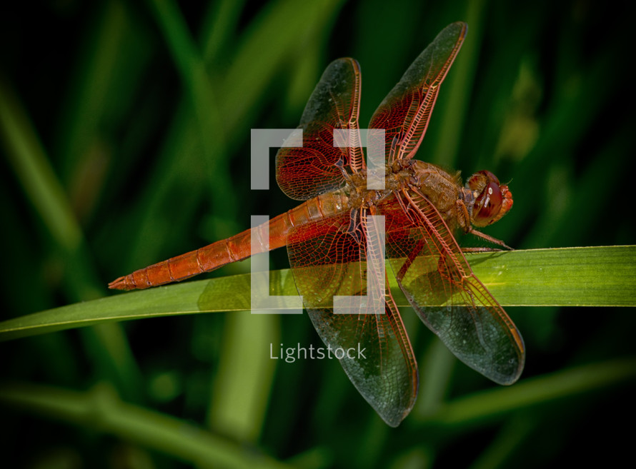 Dragonfly on a blade of grass.