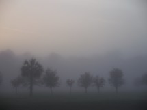 Morning fog bank surrounds a group of oak trees in Mount Dora, Florida with the sunrise breaking through the fog. 