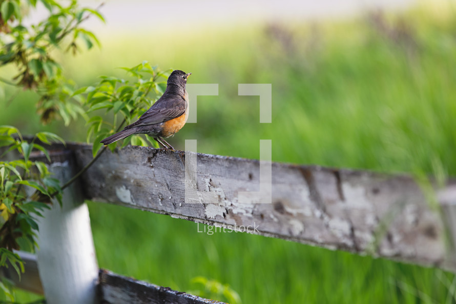 robin on a fence