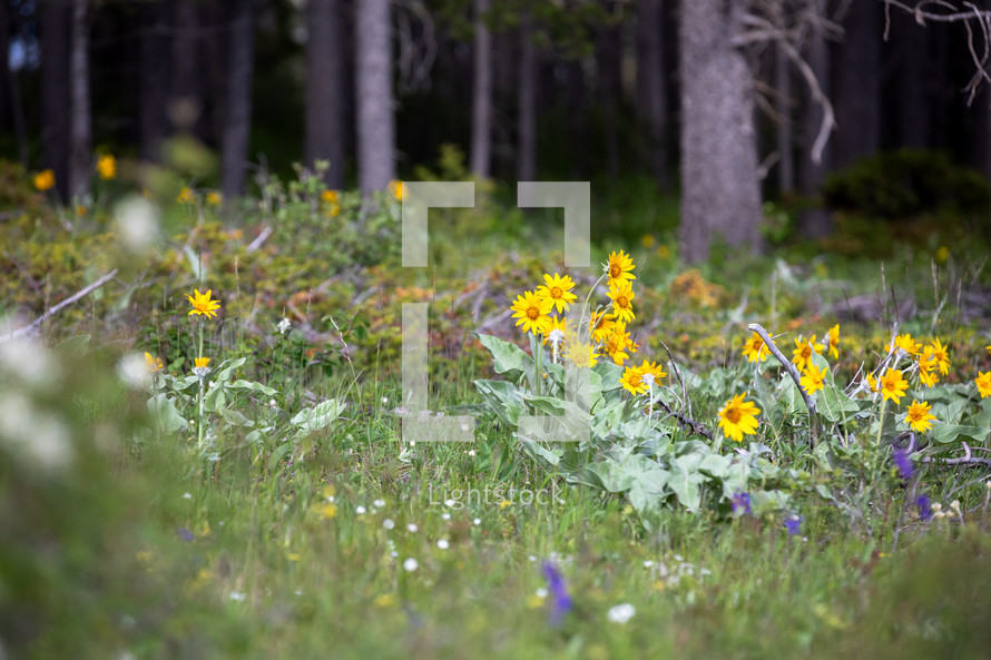 a group of wild flowers on the edge of a forest