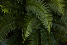 green fern leaves.