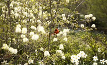 red cardinal on a blooming spring tree 