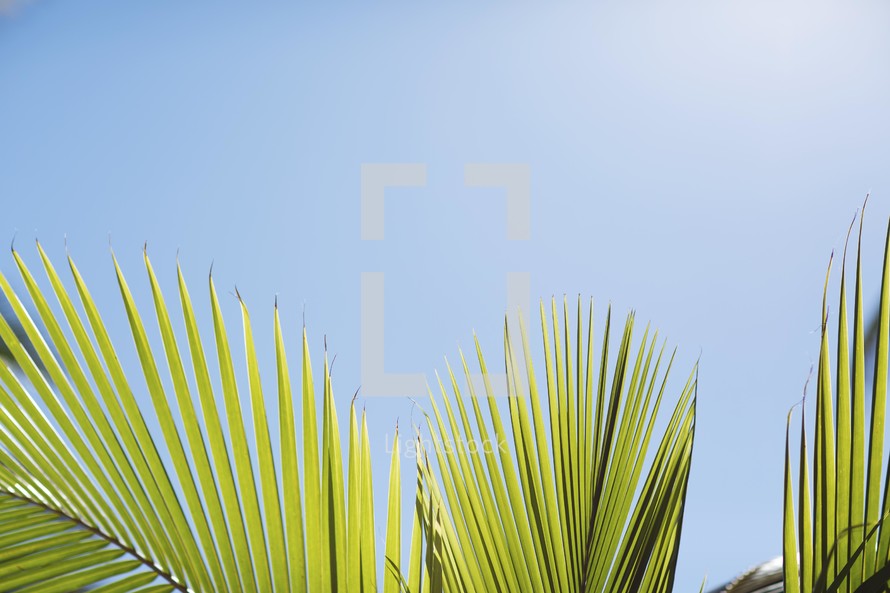 palm fronds and blue sky 