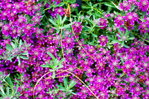small purple flowers background 