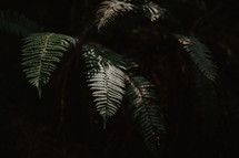 fronds in dark forest