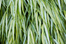 blades of decorative grasses 