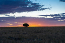 Orange sunrise glow beyond a lone tree on a prairie