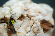 A seed found its way into a tiny hole in this rock and sprouted new life. Copy space on right of photo.