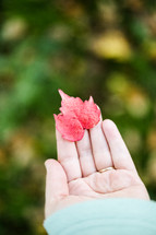 man's hand holding out a red fall leaf 