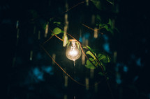 A light bulb shining in tree branches.