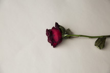 A single dead long stem red rose.