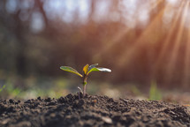 Young plant growing in garden with sunlight. Earth day concept