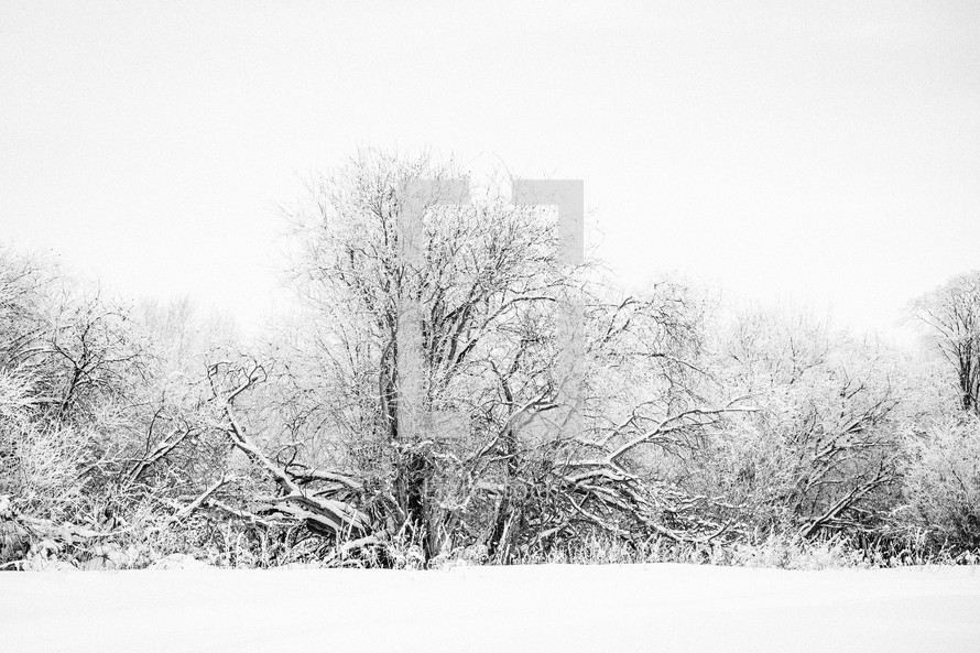 a cold group of snow covered trees