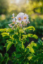 Blooming potato, young fresh plant growing on farmland or field. Fertile black rich soil, chernozem. View on golden hour, sunny rays background. Agriculture, vegetable, organic, cultivation. High
