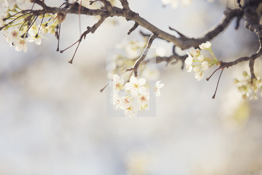 white spring blossoms on branches 