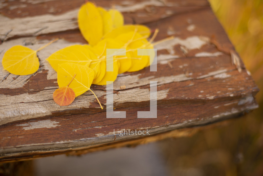 yellow fall eaves on a wood background 