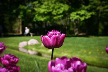 purple tulips outdoors 
