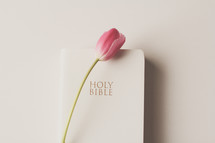 pink tulip and Bible on a white background 