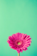 single pink gerber daisy 