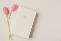 pink tulips and the Holy Bible on a white background 