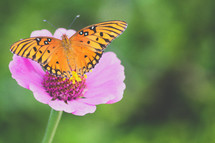 butterfly on a spring flower 