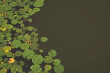 lily pads on a pond 