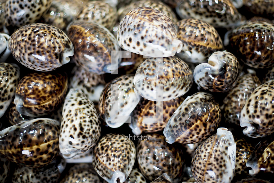 shells 