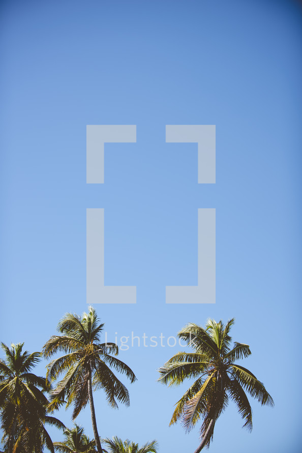 palm trees against a blue sky 