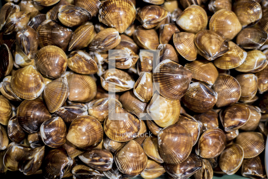 clam shells 