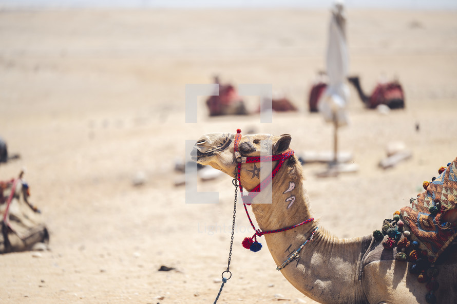 camels in the desert of Egypt 
