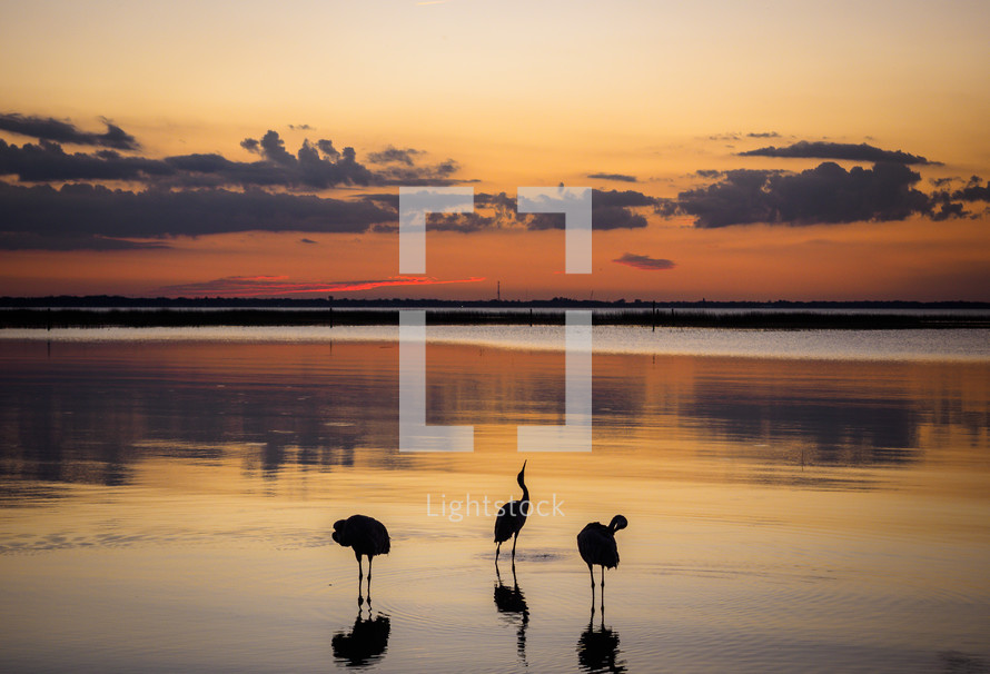 three cranes at sunset 