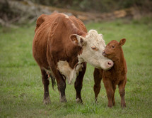 cow and calf 