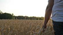 man walking through a field of golden wheat 