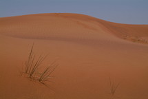 Sand dune and sprig of grass in the desert
