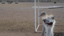 Close up of Ostriches looking for food 