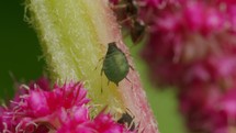 Ant and aphid on stem of plant. Ant is touching, or drumming, aphid to communicate with it