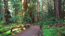 Muir Woods Redwoods