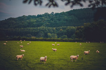 Herd of sheep grazing in a field with tree-covered mountains in the background.