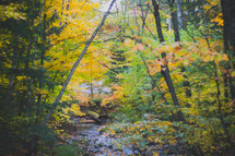 creek in a fall forest 