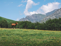 Horse on the green meadow in the mountains