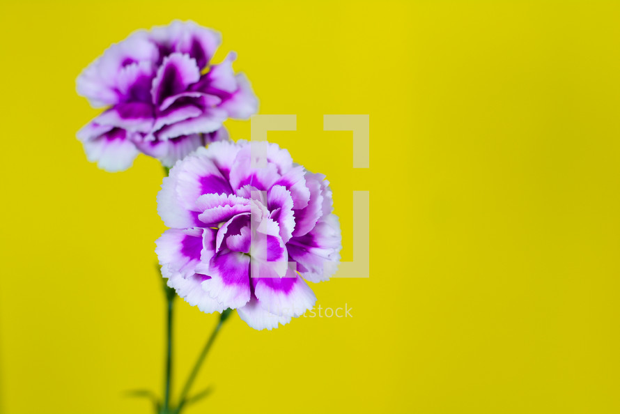 purple carnations against a yellow background 