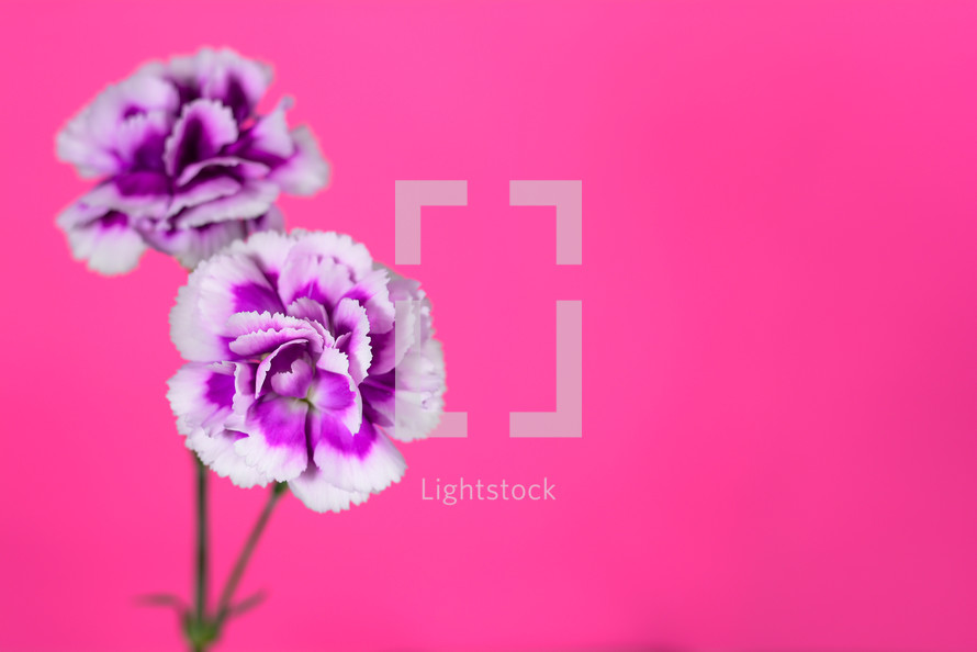 purple carnations against a pink background 