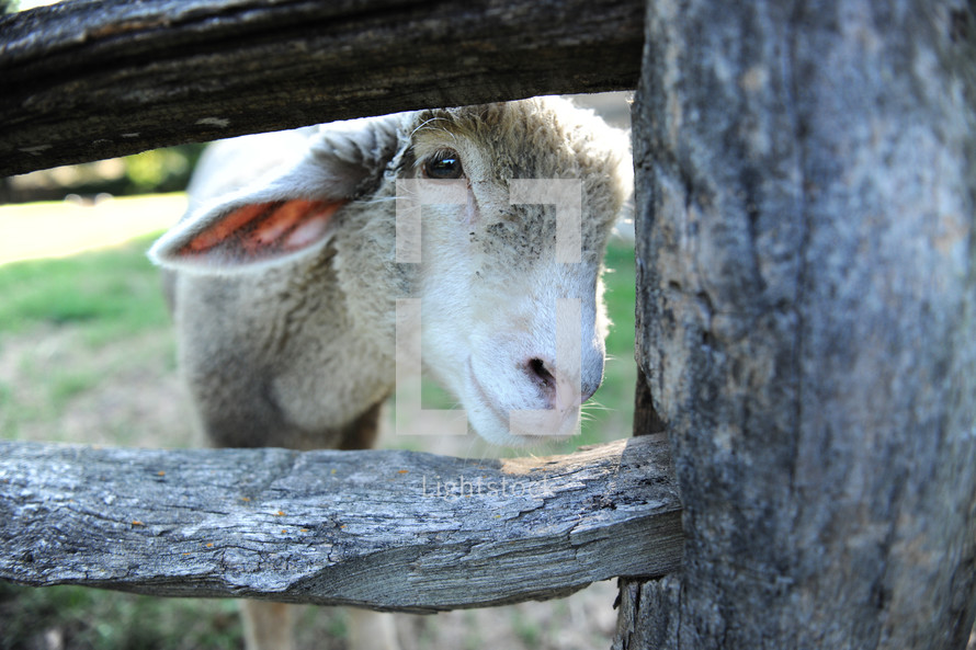 sheep looking through a fence 