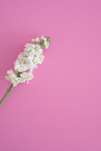 white flowers on pink background 