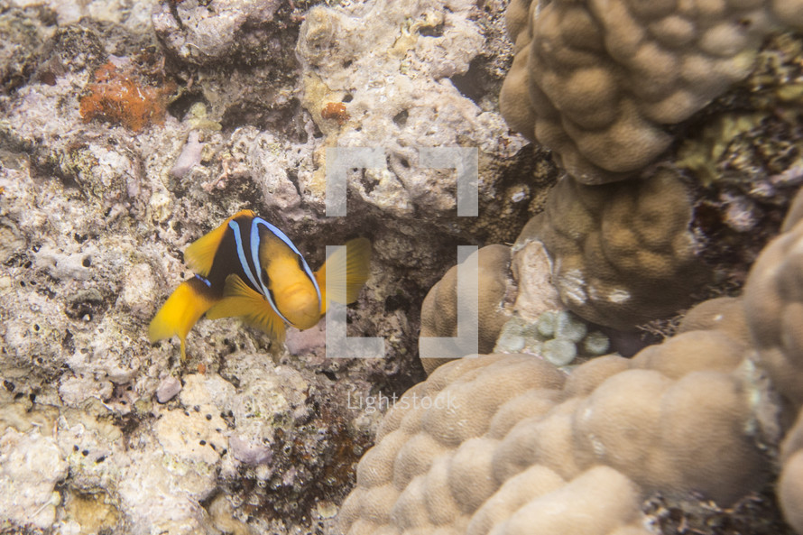 Colorful fish swimming through coral reef in ocean.