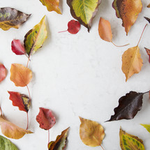 scattered fall leaves on white background 